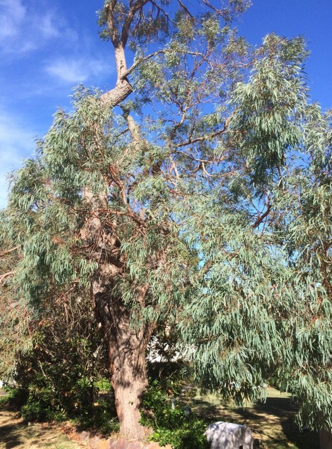 Huile essentielle d'eucalyptus officinal - Le Monde au Naturel