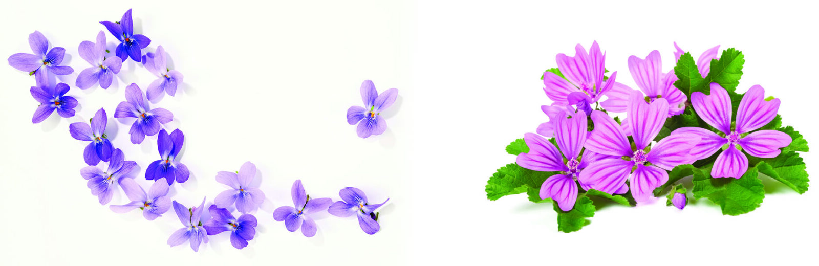 La mauve et la violette : deux jolies fleurs aux multiples vertus - Le  Monde au Naturel